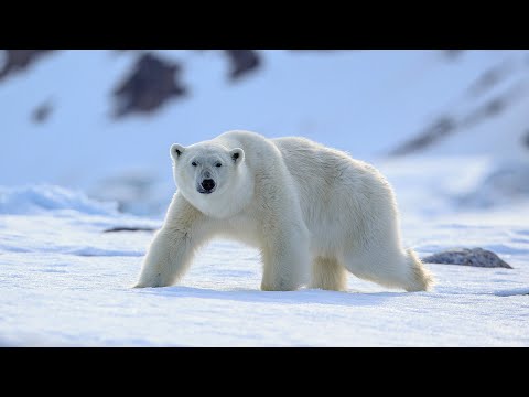 Sea Ice Dangers: A Polar Bear Family Encounter