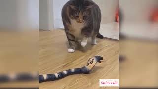 Kocak, Kucing Sangat Lucu