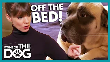 How to Get Dogs Off the Bed | It's Me or the Dog