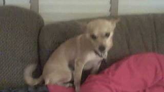 Dogs have spaz attack