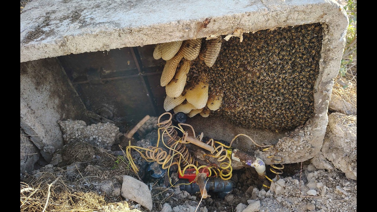 Vegas Bees Live Bee Removal at Floyd Lamb Park | Humane Honeybee Relocation in Las Vegas #vegasbees