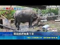 憂綠島22歲老牛遭宰 女"海陸接力330km"送安養 海陸接力運送 綠島22歲老牛入住雲林安養中心｜三立新聞LIVE