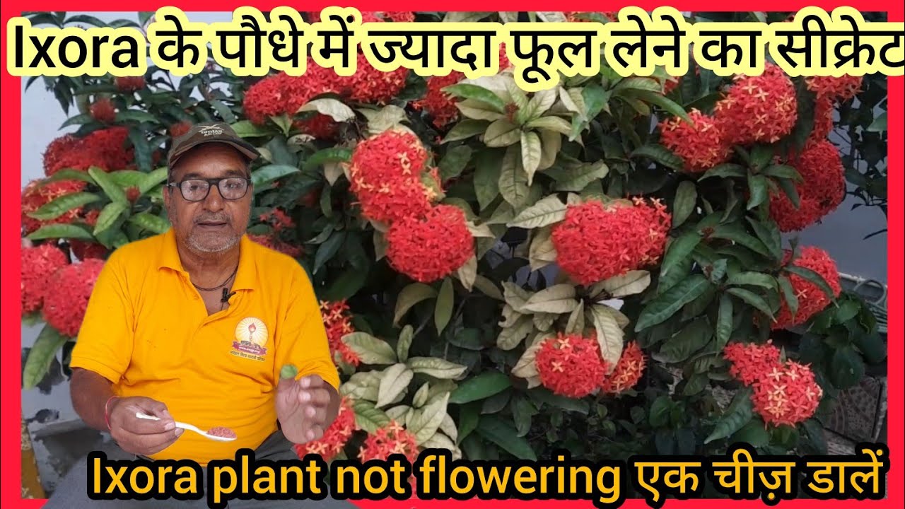 Ixora के पौधे में ज्यादा फूल लेने का सीक्रेट।Ixora plant not flowering एक चीज़ डालें