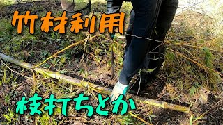 竹材を利用する為の準備作業　枝打ちとか