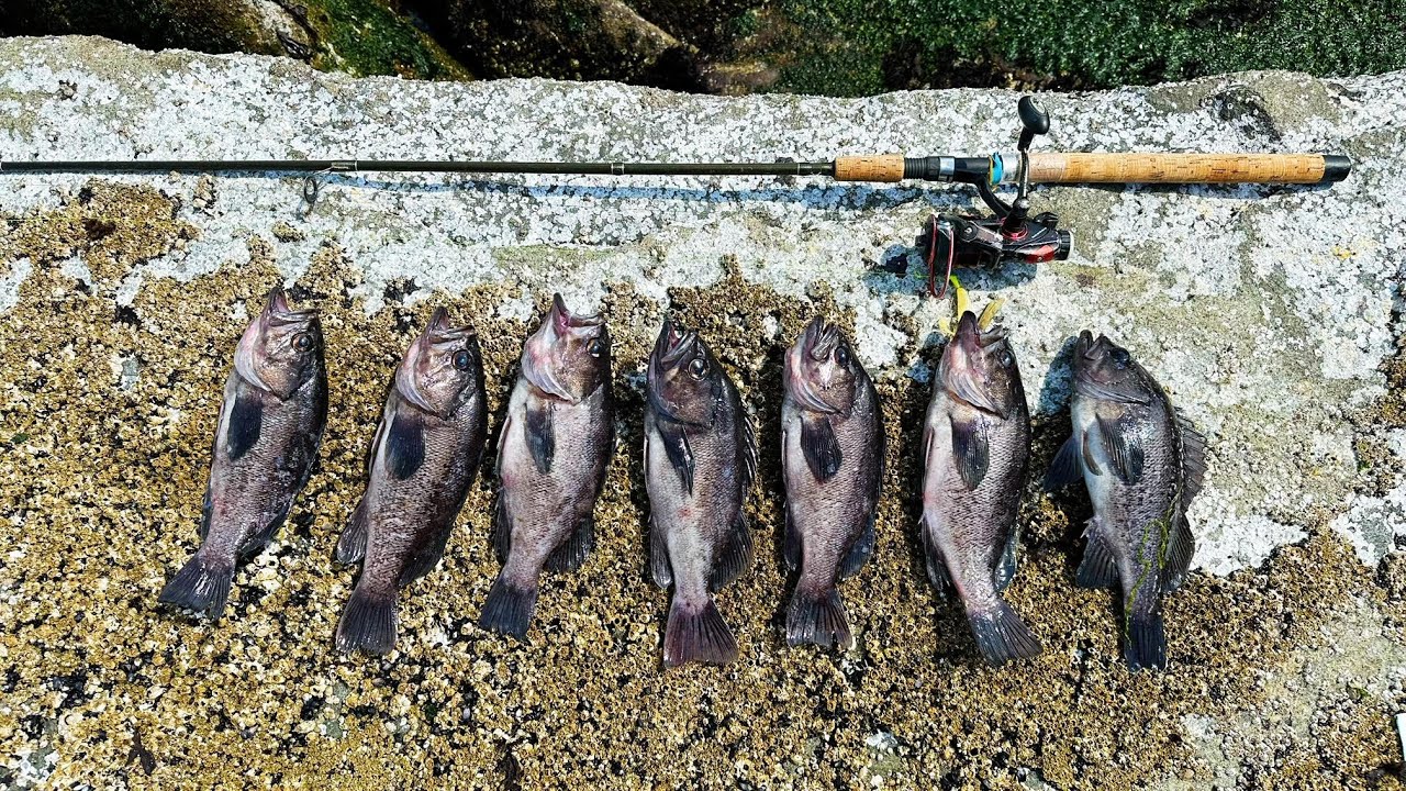 Another quick limit of black rockfish on the jetty 08/06/2023 How to