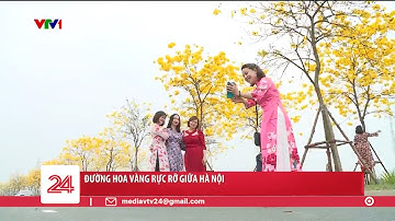 Đường hoa vàng rực rỡ giữa Hà Nội | VTV24