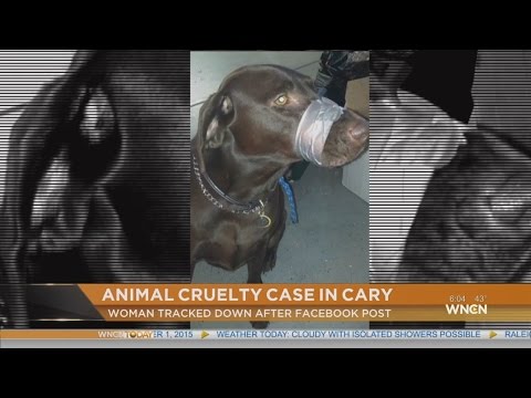 Video: Kvinde, hvem kanalen tappede hendes hundens mund og sendt billede på Facebook opkrævet med dyreliv