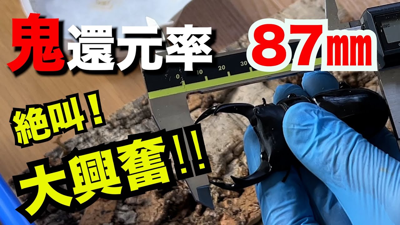 【夢のオオクワガタへの道】2022 能勢YG ヤバイ 還元率 掘り出し・計測