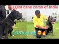 105kg cane corsoindias biggest cane corso kennel44 dogs 