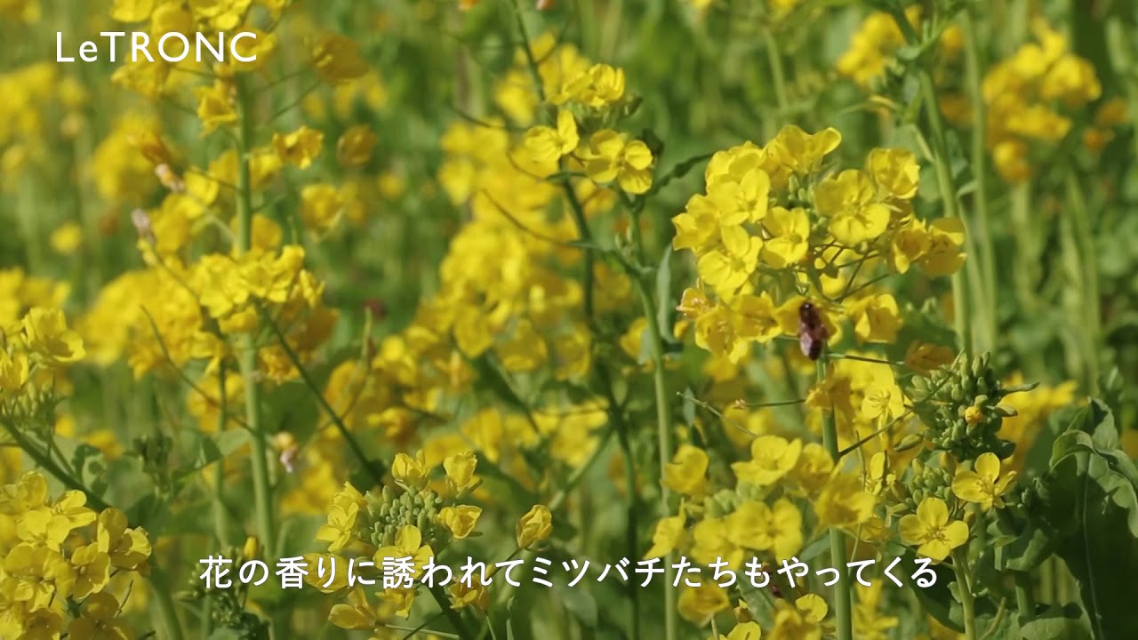 目にも鮮やかなビタミンカラー マザー牧場で見られる菜の花畑 18年3月26日 エキサイトニュース