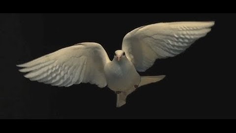 Science Today: Secrets of Flight | California Academy of Sciences