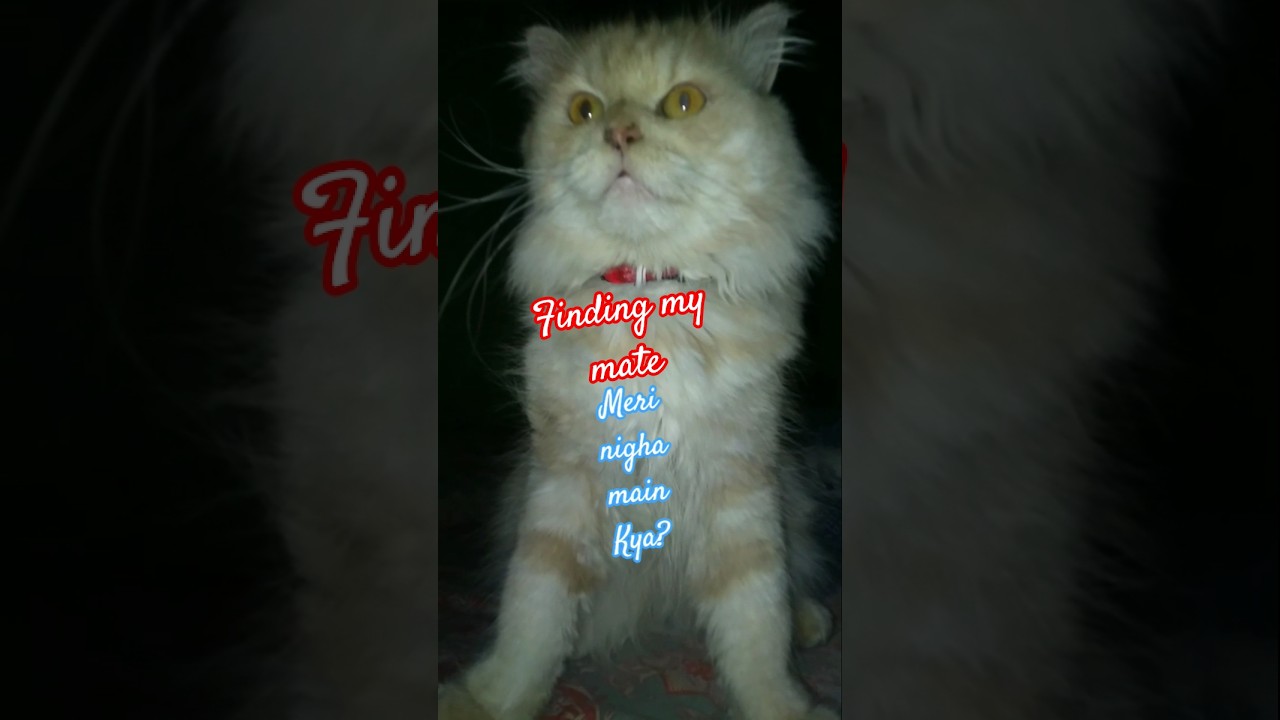 pata lagao logoan #youtubeshorts #cat