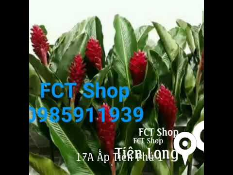 Video Cây Giống Hoa Hạnh Phúc hay Riềng tía hay Riềng đỏ, Sẹ... - youtube