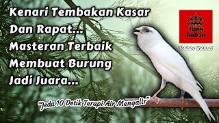 Kenari tembakan kasar dan rapat, masteran terbaik membuat burung jadi juara