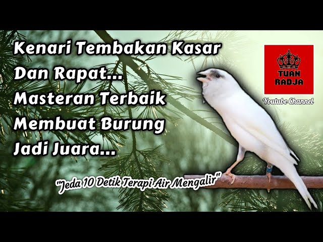 Kenari tembakan kasar dan rapat, masteran terbaik membuat burung jadi juara class=