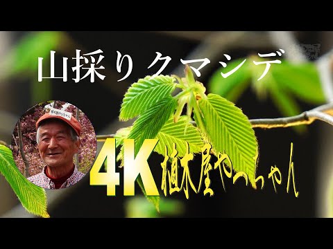 山採り　クマシデ DESCENTE 玉川高島屋S・C KAMADAのコーディネート(52953621) -デサント 落葉樹