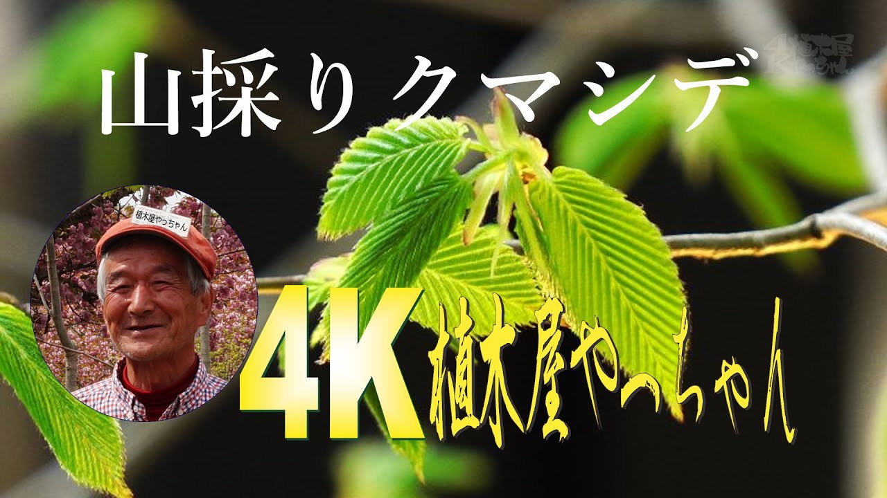 山採り　クマシデ 山採り自然樹形クマシデ うまれたて新芽 2021 植木屋やっちゃん - YouTube