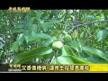 雲林新聞網-虎尾沉香茶