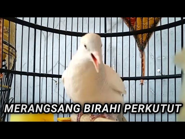 PERKUTUT PUTIH MINTA KAWIN MERANGSANG BIRAHI class=