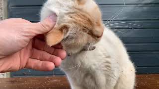 Flame point Siamese Mrgingerbreadcat - cool cat - cute flamepoint ginger cat