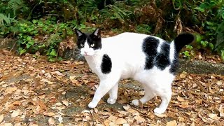 ハチワレ猫がいたので近づいてナデナデしようとしたら足元に黒猫が擦り寄ってきた