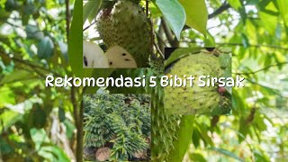 Cobain 5 Bibit Sirsak ini Tanam di Rumah Gak perlu ribet!
