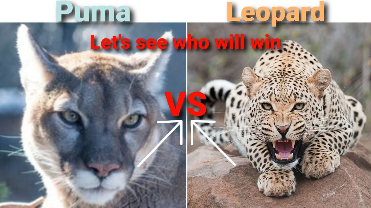 Puma vs Leopard Who Will Win 🤔🤔 ???? YouTube
