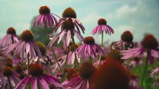 Unveiling Nature's Pharmacy Top 15 Native American's Remidy