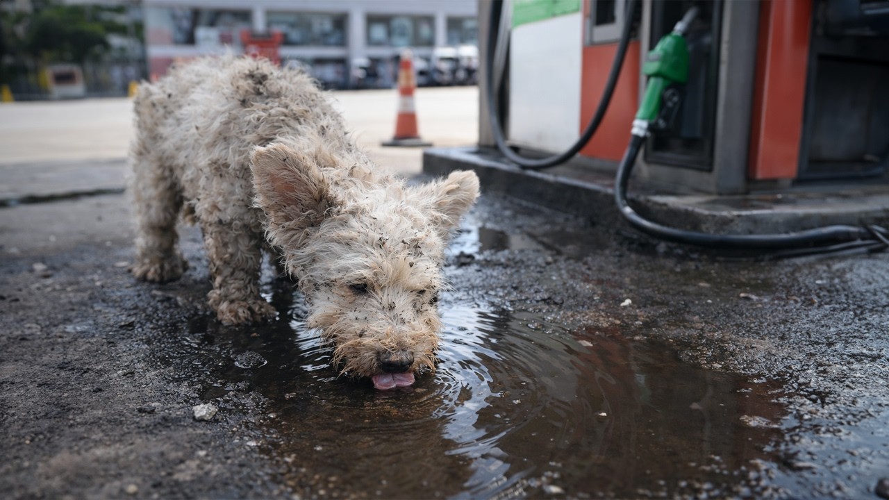 In 40°C Heat, This Dog Ran Nearly 2km to a Gas Station Just to Find Water