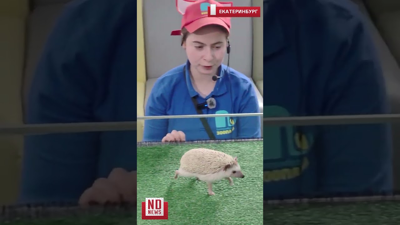 Ежиха Снежа предсказывает погоду на весну