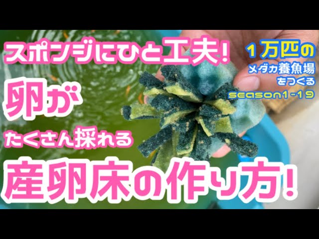 スポンジで作る産卵床NEW!