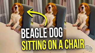 Beagle Dog Sitting on a Table Chair Like a Distinguished Gentlemen