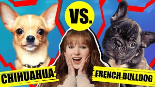 CHIHUAHUA VS FRENCH BULLDOG