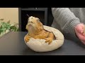 Dinosaurs! | K-3 -- 2022 February Vacation