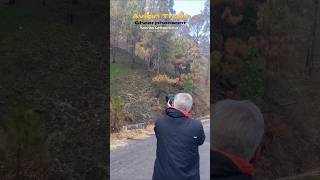 Cheer pheasant call from manila Uttrakhand with avian trails#reels #photography #uttarakhand #nature