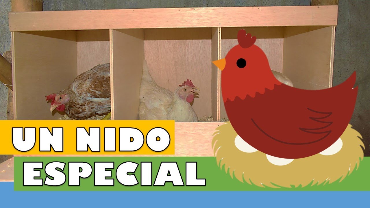 Un Nido muy especial para Gallinas | #Especial200k, image size:1280x720
