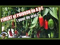 Une culture de piment poivron de a  z  semis terrine transplantation godet plantation poudre