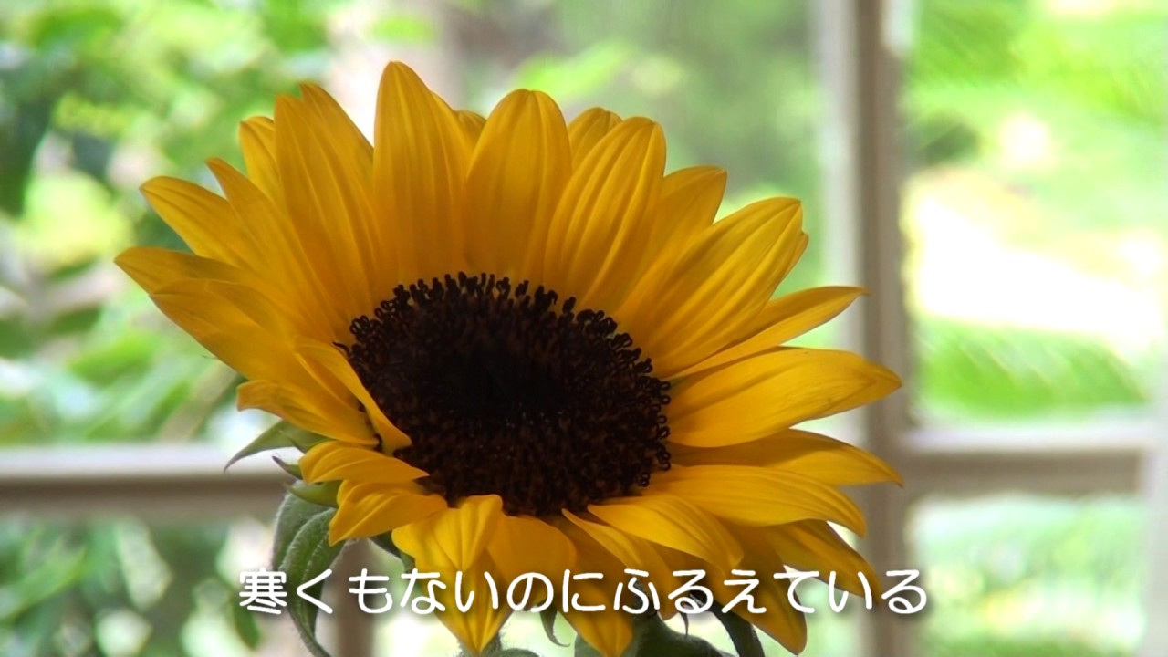 YouTubeでクリスタルキング 童夢~夏草の窓を視聴 YouTubeでクリスタルキング 童夢~夏草の窓を視聴