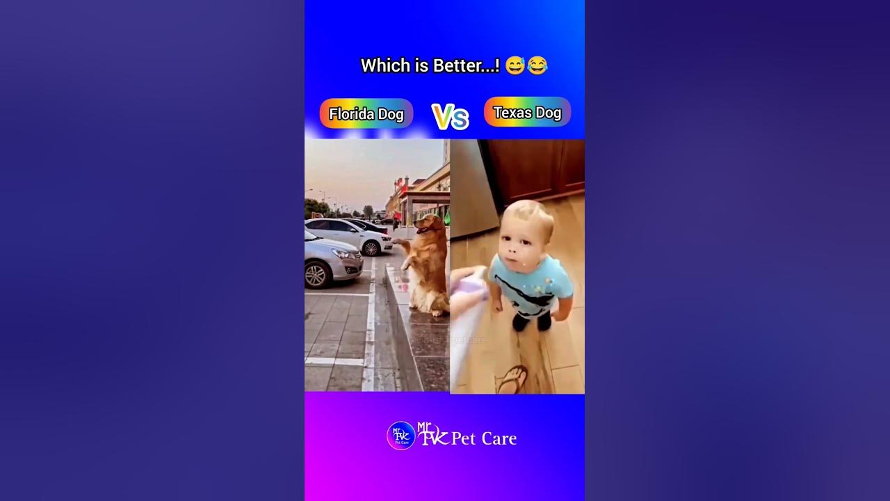 florida-dog-vs-texas-dog-which-is-better-short-dog-florida