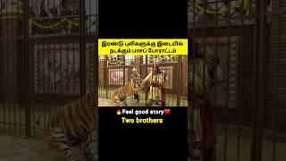 புலிகளின் பாசப் போராட்டம் #moviesummary #mrbeast #shorts #feelgoodmovie #mrvoiceover #twobrothers