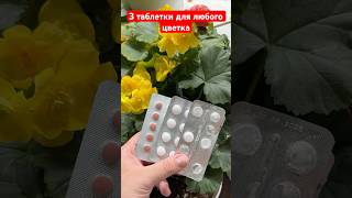 3 таблетки для любого цветка, чахлые, слабые больные и засохшие цветы оживают и вмиг зацветут #цветы