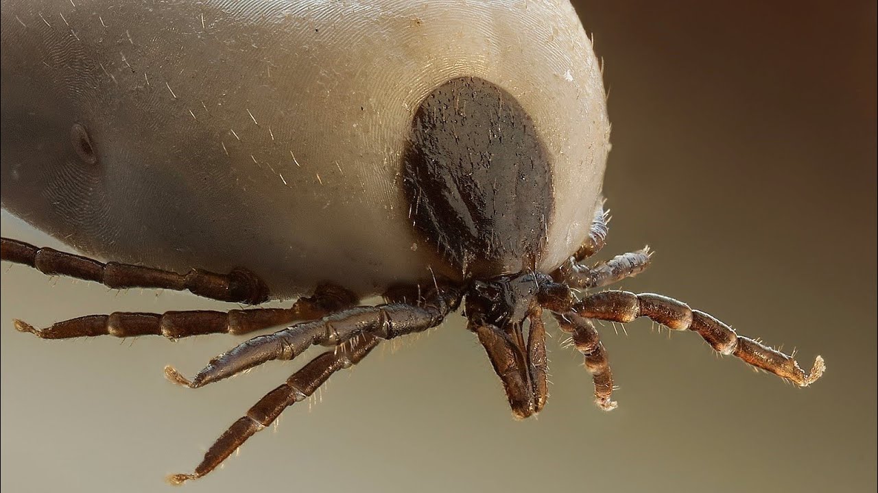 الطفيليات الخارجية