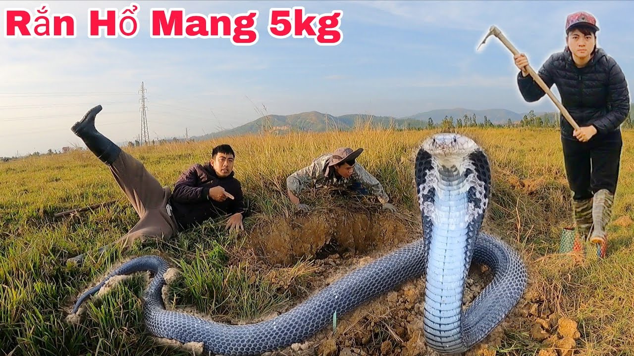 Người Phụ Nữ Hoảng Sợ Khi Phát Hiện 1 Con Rắn Hổ Mang Nặng 5kg Đang Lột Xác Trong Cống Thoát Nước