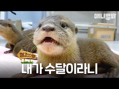 [#정ZOO행] 수영을 잘해야만 수달인가요 EP.<strong>32</strong> | #TV동물농장 #AnimalFarm #애니멀봐
