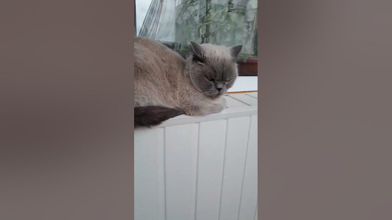 #tom #tomik #cat - YouTube