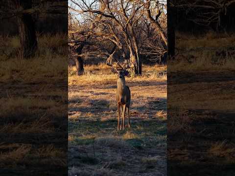 This Texas Ranch has 200" whitetail genetics, and it is FOR SALE!