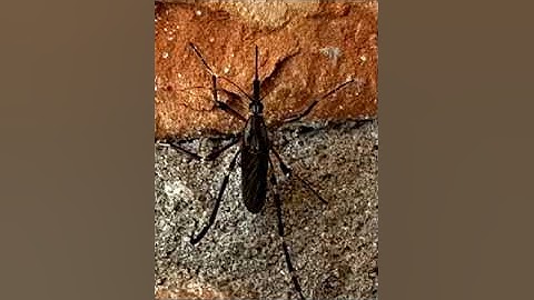 How to take pictures for iNaturalist observations