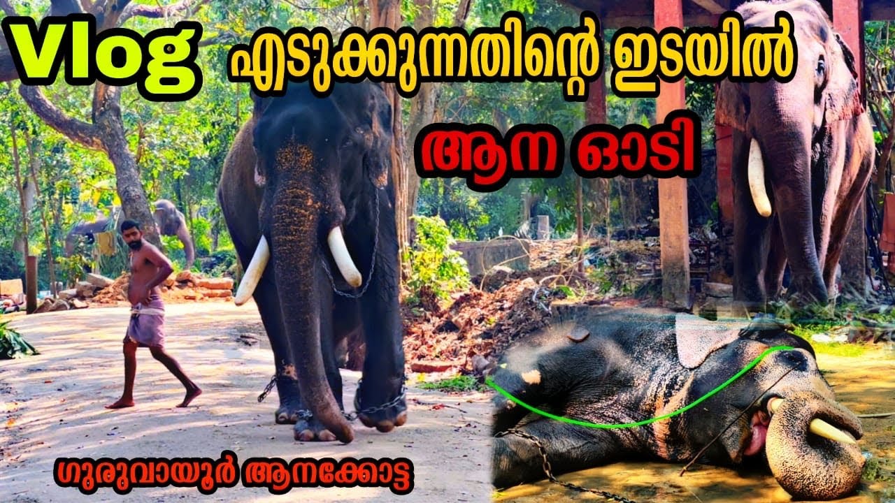 ഗുരുവായൂരിലെ കരിവീരന്മാർക്കൊപ്പം | കേന്ദ്രമന്ത്രി കൊടുത്ത ആന | 2023ൽ ആനക്കോട്ടയിൽ വന്ന മാറ്റങ്ങൾ