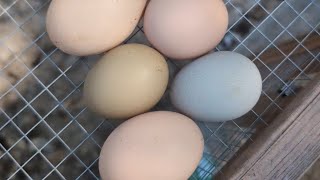 A GRAY chicken egg!? What is a bloom? What causes pink and purple and grey chicken eggs?