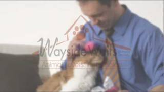 Wayside Waifs PSA 15 seconds